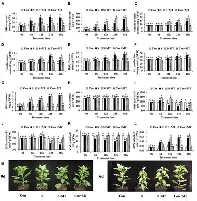 Physiological and Transcripts Analyses Reveal the Mechanism by Which Melatonin Alleviates Heat Stress in Chrysanthemum Seedlings